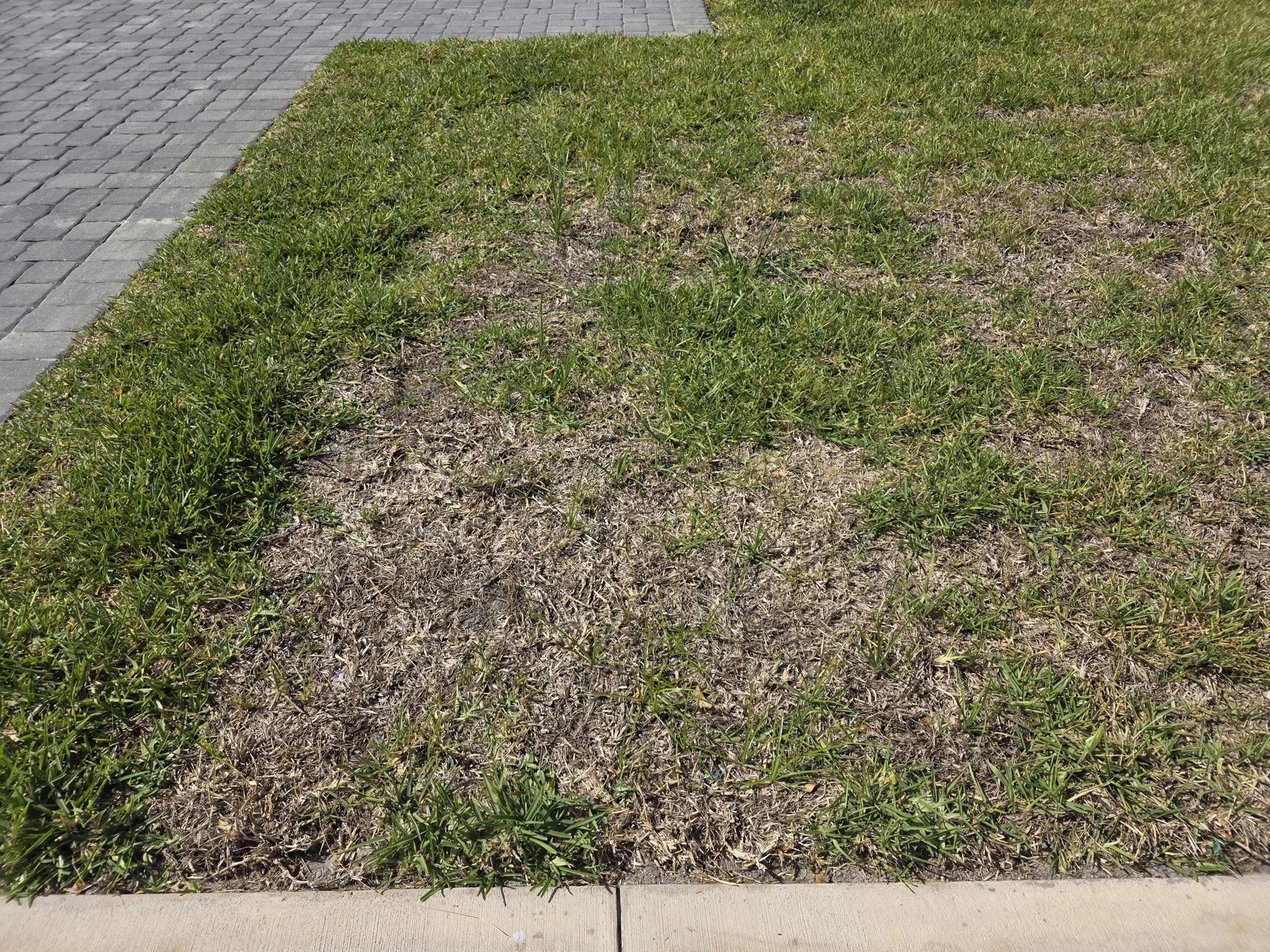 Before: dead patchy lawn with weeds and bare spots